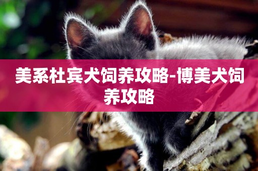美系杜賓犬飼養攻略-博美犬飼養攻略
