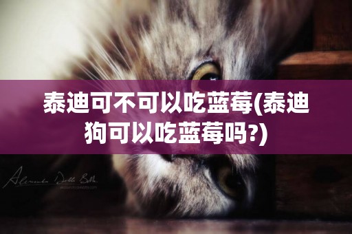 泰迪可不可以吃藍莓(泰迪狗可以吃藍莓嗎?)