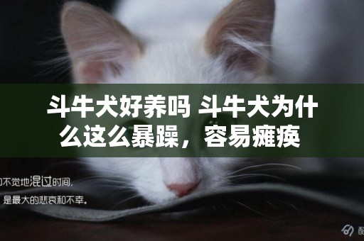 斗牛犬好養嗎 斗牛犬為什么這么暴躁，容易癱瘓 