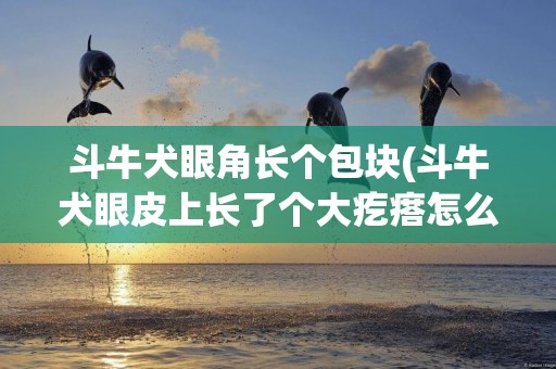 斗牛犬眼角長個包塊(斗牛犬眼皮上長了個大疙瘩怎么回事)