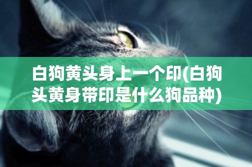 白狗黃頭身上一個印(白狗頭黃身帶印是什么狗品種)