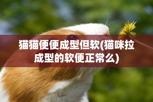貓貓便便成型但軟(貓咪拉成型的軟便正常么)