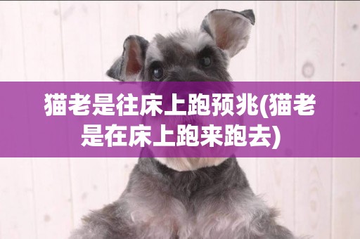 貓老是往床上跑預兆(貓老是在床上跑來跑去)