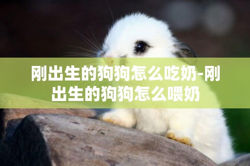 剛出生的狗狗怎么吃奶-剛出生的狗狗怎么喂奶