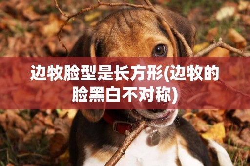 邊牧臉型是長方形(邊牧的臉黑白不對稱)
