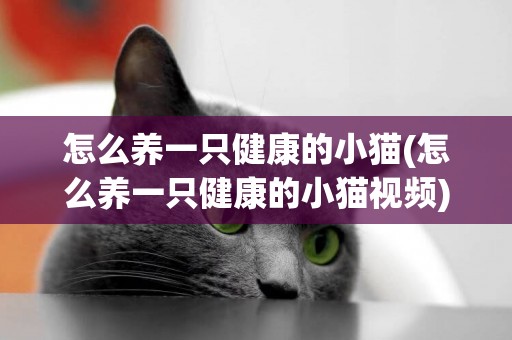 怎么養一只健康的小貓(怎么養一只健康的小貓視頻)