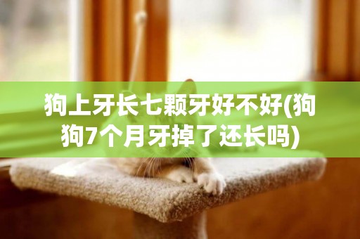 狗上牙長七顆牙好不好(狗狗7個月牙掉了還長嗎)