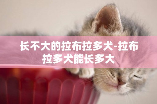 長不大的拉布拉多犬-拉布拉多犬能長多大