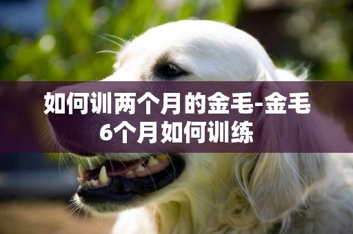 如何訓兩個月的金毛-金毛6個月如何訓練