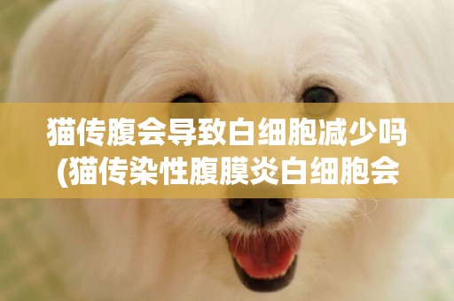 貓傳腹會導致白細胞減少嗎(貓傳染性腹膜炎白細胞會降低嗎)