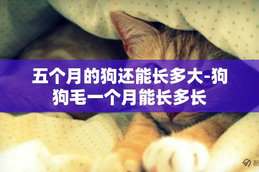 五個月的狗還能長多大-狗狗毛一個月能長多長