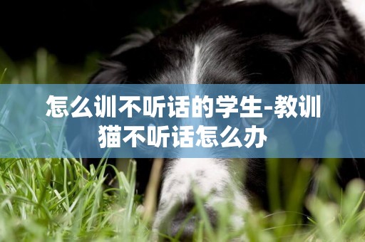 怎么訓不聽話的學生-教訓貓不聽話怎么辦
