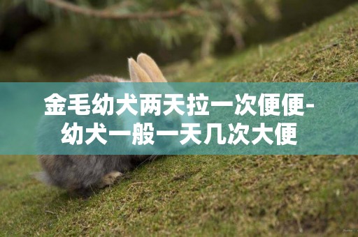 金毛幼犬兩天拉一次便便-幼犬一般一天幾次大便