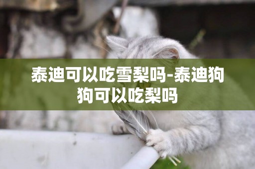 泰迪可以吃雪梨嗎-泰迪狗狗可以吃梨嗎