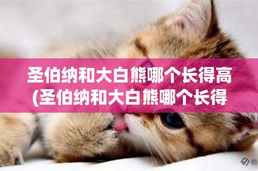 圣伯納和大白熊哪個長得高(圣伯納和大白熊哪個長得高一點)