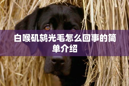 白喉磯鶇光毛怎么回事的簡單介紹