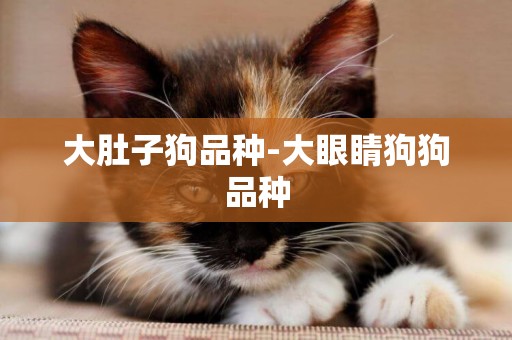 大肚子狗品種-大眼睛狗狗品種