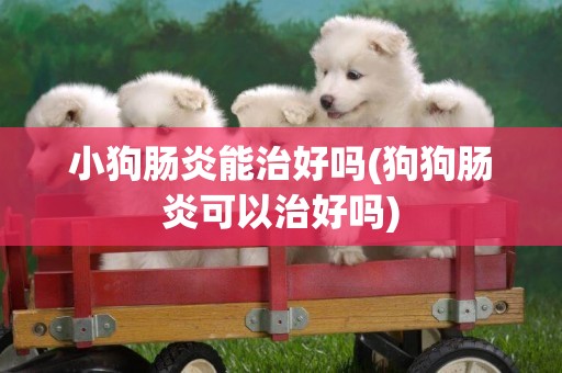 小狗腸炎能治好嗎(狗狗腸炎可以治好嗎)