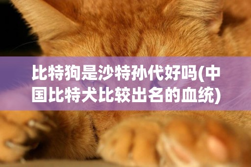 比特狗是沙特孫代好嗎(中國比特犬比較出名的血統)