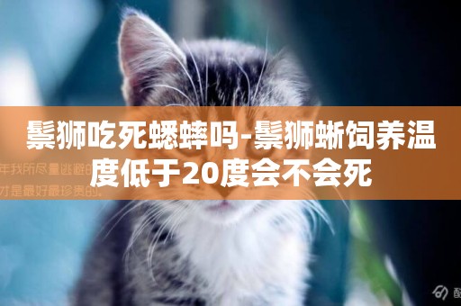 鬃獅吃死蟋蟀嗎-鬃獅蜥飼養溫度低于20度會不會死