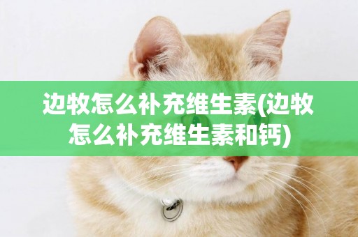 邊牧怎么補充維生素(邊牧怎么補充維生素和鈣)
