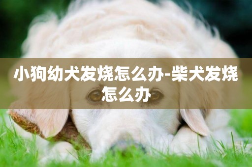 小狗幼犬發燒怎么辦-柴犬發燒怎么辦
