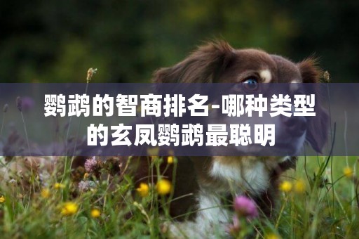 鸚鵡的智商排名-哪種類型的玄鳳鸚鵡最聰明