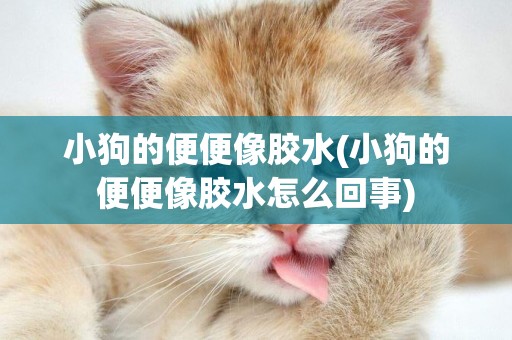 小狗的便便像膠水(小狗的便便像膠水怎么回事)