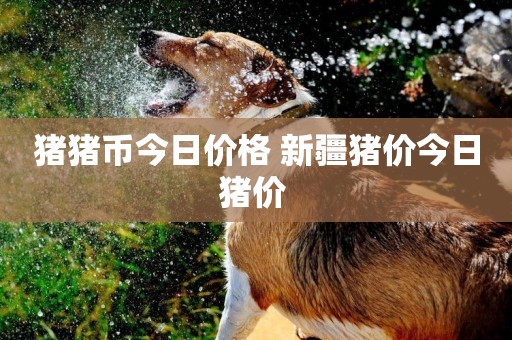 豬豬幣今日價格 新疆豬價今日豬價 