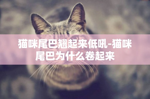 貓咪尾巴翹起來低吼-貓咪尾巴為什么卷起來