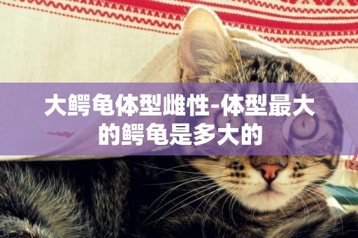 大鱷龜體型雌性-體型最大的鱷龜是多大的