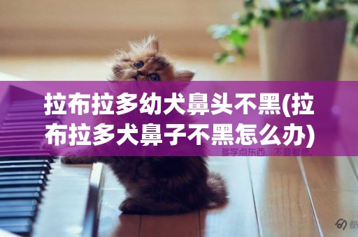 拉布拉多幼犬鼻頭不黑(拉布拉多犬鼻子不黑怎么辦)