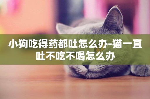 小狗吃得藥都吐怎么辦-貓一直吐不吃不喝怎么辦