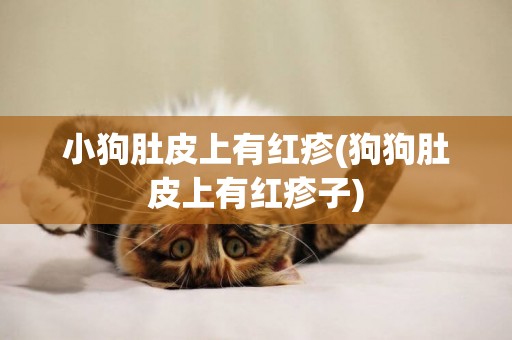 小狗肚皮上有紅疹(狗狗肚皮上有紅疹子)
