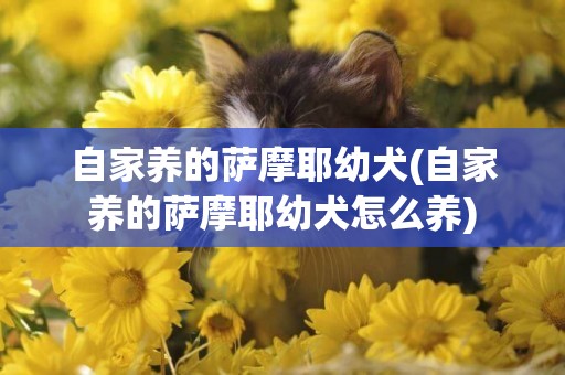 自家養的薩摩耶幼犬(自家養的薩摩耶幼犬怎么養)