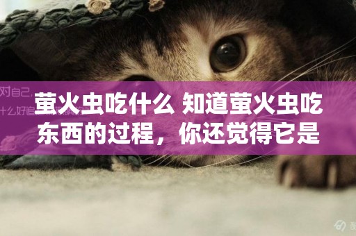 螢火蟲吃什么 知道螢火蟲吃東西的過程，你還覺得它是浪漫的動物嗎？ 
