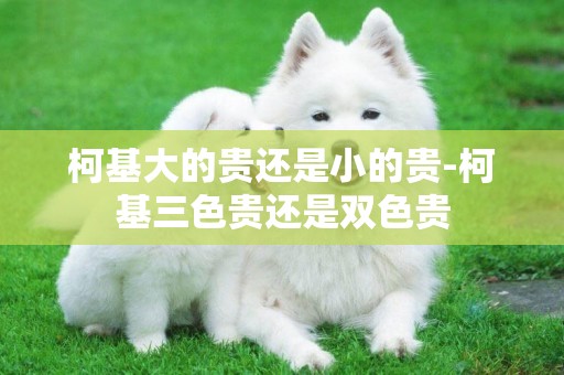 柯基大的貴還是小的貴-柯基三色貴還是雙色貴