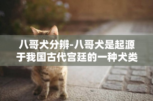 八哥犬分辨-八哥犬是起源于我國古代宮廷的一種犬類
