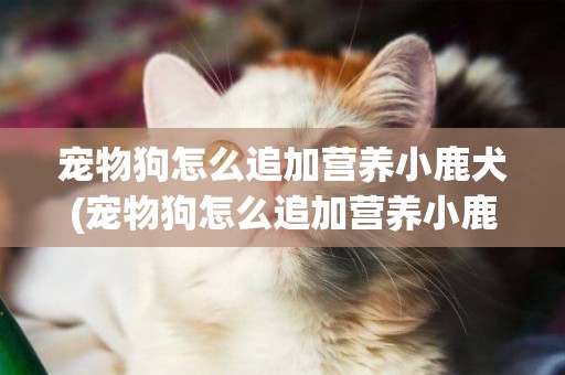 寵物狗怎么追加營養小鹿犬(寵物狗怎么追加營養小鹿犬吃)