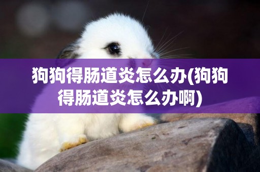 狗狗得腸道炎怎么辦(狗狗得腸道炎怎么辦啊)