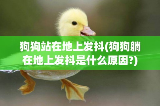 狗狗站在地上發抖(狗狗躺在地上發抖是什么原因?)