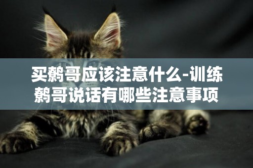 買鷯哥應該注意什么-訓練鷯哥說話有哪些注意事項