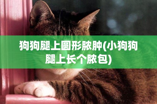 狗狗腿上圓形膿腫(小狗狗腿上長個膿包)