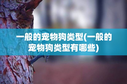 一般的寵物狗類型(一般的寵物狗類型有哪些)