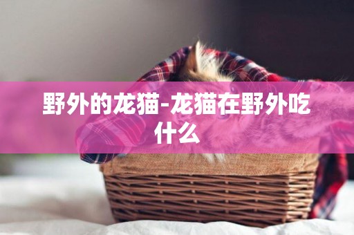 野外的龍貓-龍貓在野外吃什么