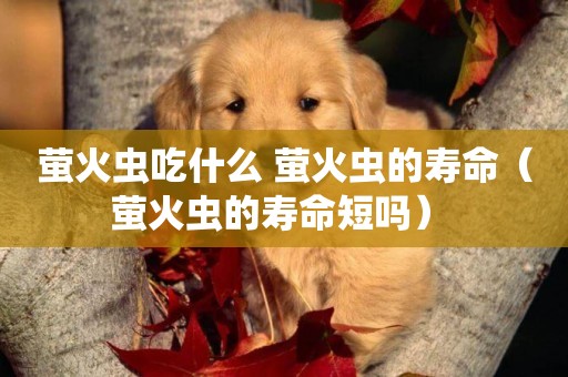 螢火蟲吃什么 螢火蟲的壽命（螢火蟲的壽命短嗎） 