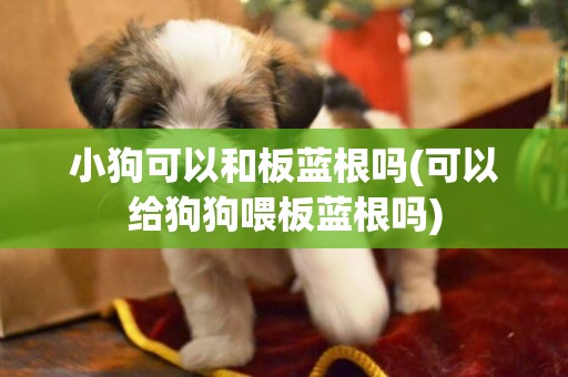 小狗可以和板藍根嗎(可以給狗狗喂板藍根嗎)