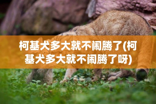柯基犬多大就不鬧騰了(柯基犬多大就不鬧騰了呀)