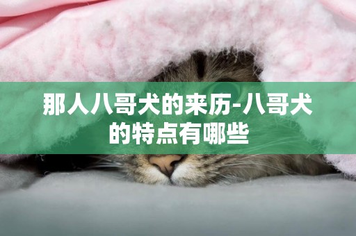 那人八哥犬的來歷-八哥犬的特點有哪些