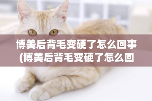 博美后背毛變硬了怎么回事(博美后背毛變硬了怎么回事兒)